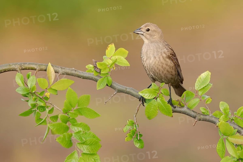 Brown-headed Cowbird (Molothrus ater) female perched on a branch, Texas, USA