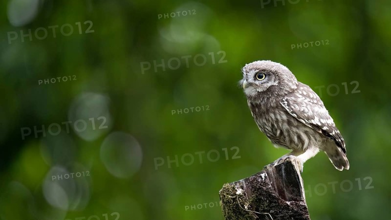 A little owl (Athene noctua) sitting alone on an old willow pole in front of a soft green background surrounded by some bouquet patterns, Osnabrücker Land, Lower Saxony, Germany