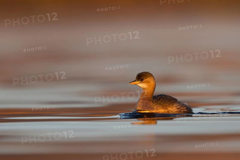 Little Grebe (Tachybaptus ruficollis), Utrecht, Netherlands