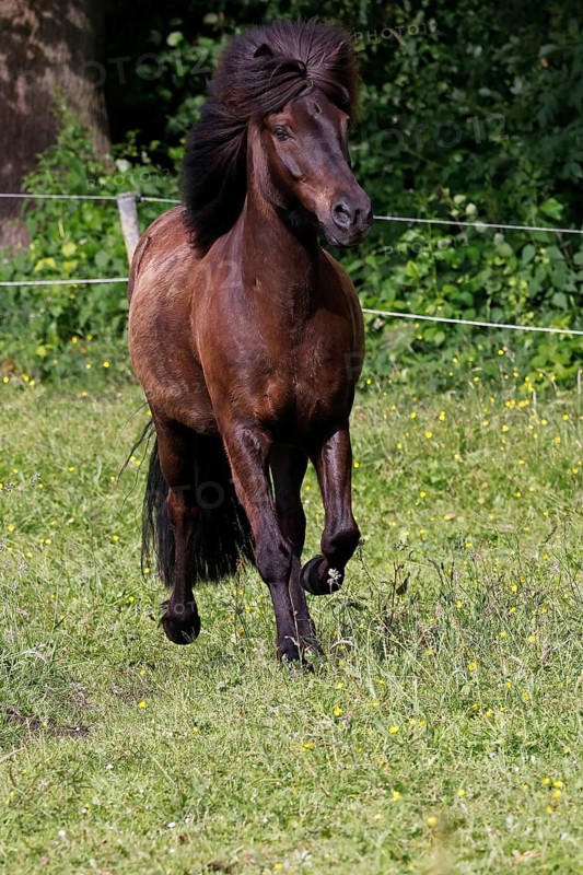 Icelandic horse (Equus islandicus), gelding trotting across meadow, Schleswig-Holstein, Germany