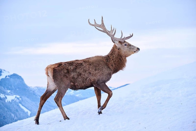 Red deer (Cervus elaphus) stag on a snowy meadow in the mountains in tirol, Kitzbühel, Wildpark Aurach, Austria
