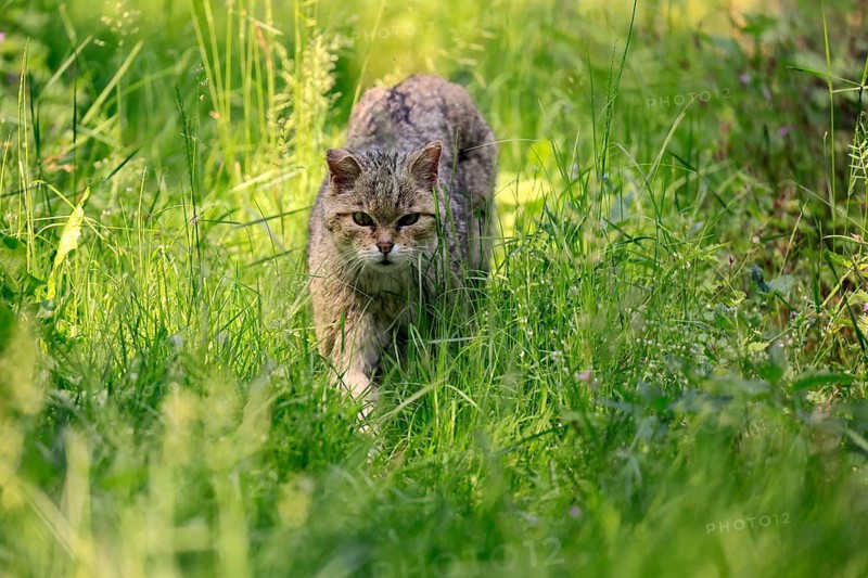 European wildcat (Felis silvestris), adult, meadow, stalking, foraging, alert, Germany