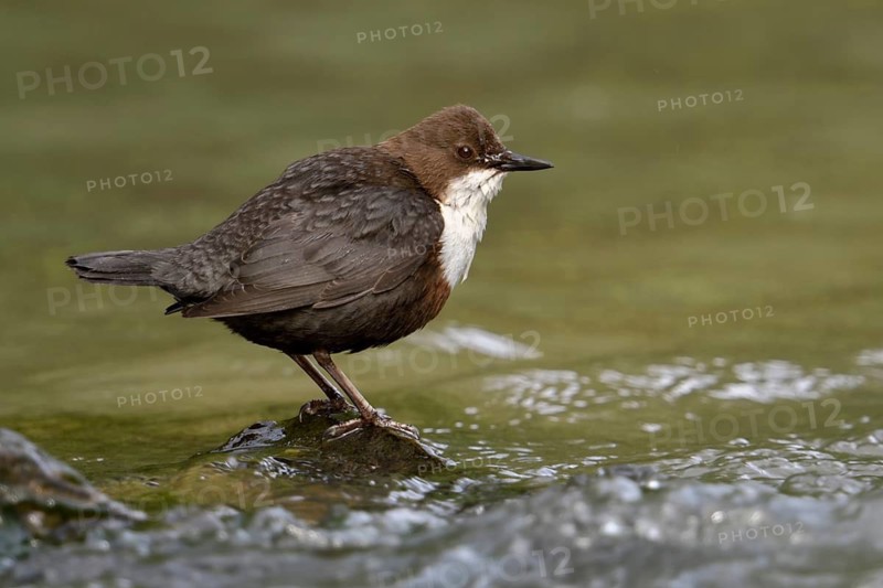White-throated Dipper (Cinclus cinclus), North Rhine-Westphalia, Germany
