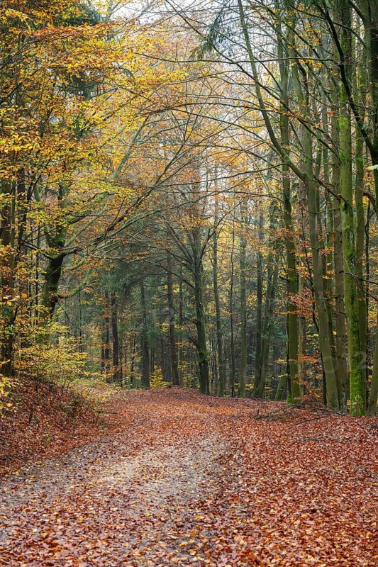 Landscape of a trail going through the European beech (Fagus sylvatica) forest, colored leaves in autumn, Bavaria, Germany