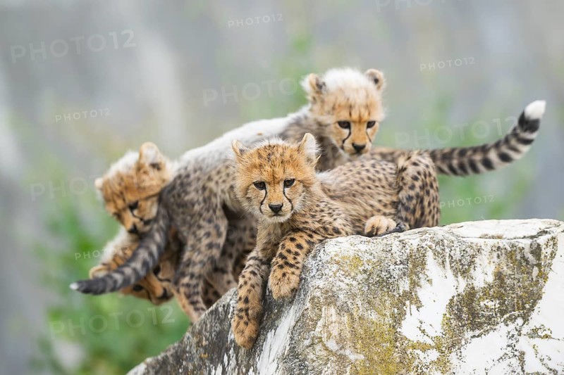 Cheetah (Acinonyx jubatus) youngsters playing with each other, captive, occurrence Africa
