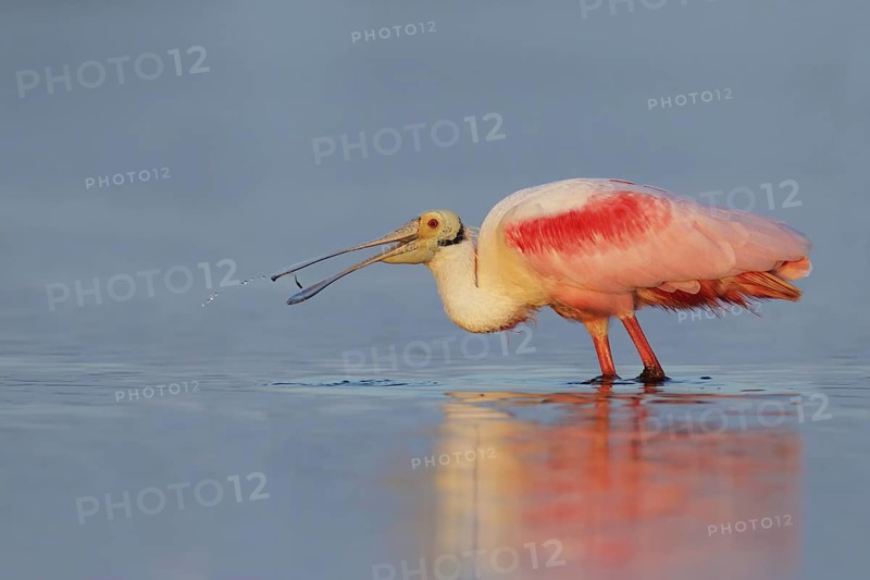 Roseate Spoonbill (Platalea ajaja), Florida, USA