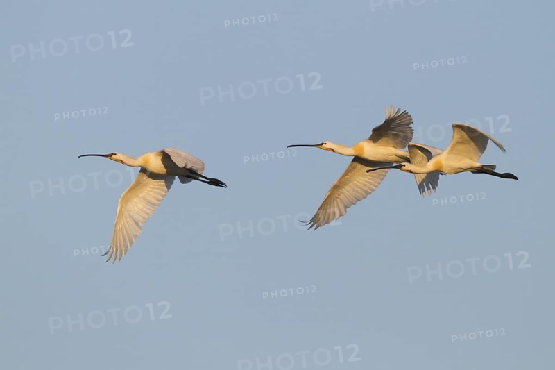 Eurasian Spoonbill (Platalea leucorodia) flying, Hungary