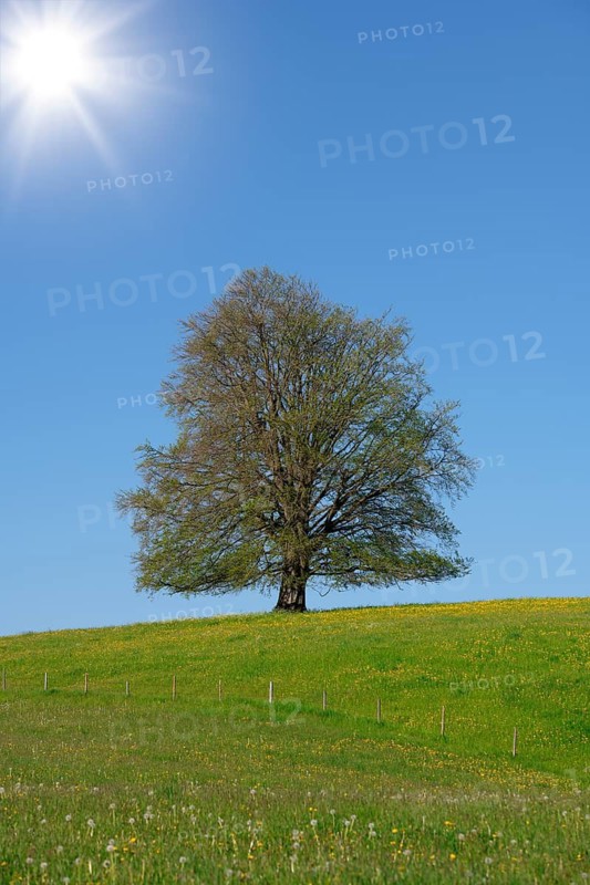 A single tree under bright sunshine on a hill with blue sky, copper beech (Fagus sylvatica) near Füssen, Ostallgäu, Allgäu, Bavaria, Germany