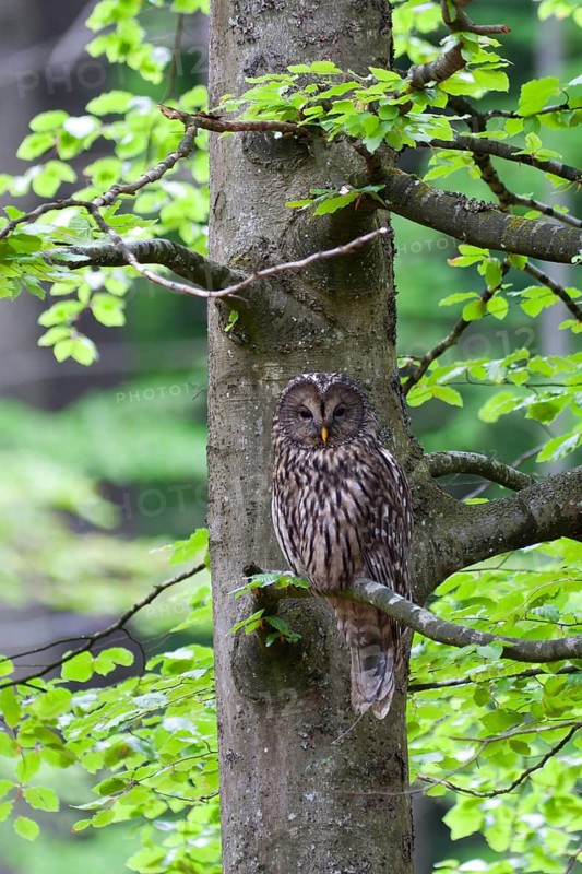 Ural Owl (Strix uralensis), Bavaria, Germany