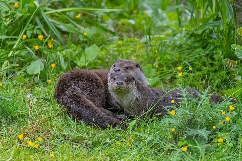 Two Eurasian otter (Lutra lutra), playing in green vegetation. Some yellow flowers (Ranunculus) around