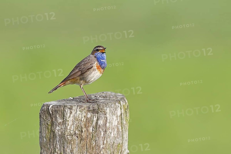 Bluethroat (Luscinia svecica cyanecula), male, singing on a pasture fence post, wildlife, Lembruch, Ochsen Moor, Dümmer nature park Park, Lower Saxony, Germany