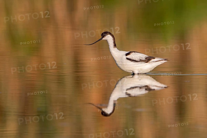 Pied Avocet (Recurvirostra avosetta) juvenile, Spain