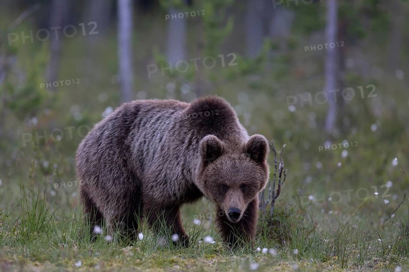 European brown bear, Karelia, Finland