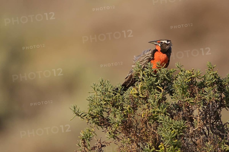 Long-tailed Meadowlark (Sturnella loyca) male, Chubut, Argentina