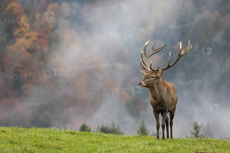 Red Deer buck at the end of the rutting season