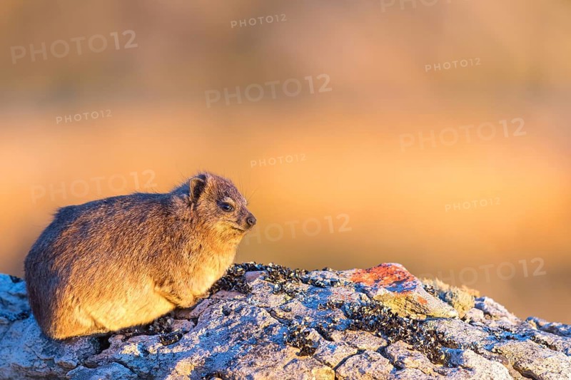 Rock hyrax (Procavia capensis), Rock Dassie, Swartberg Pass, Oudtshoorn Local Municipality, George, Western Cape, South Africa, South Africa