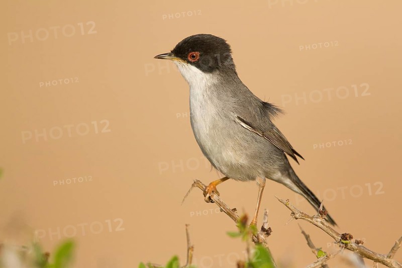 Sardinian Warbler (Sylvia melanocephala) male, Morocco