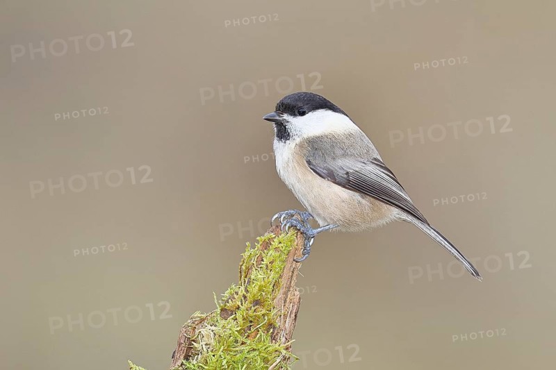 Willow Tit (Parus montanus), Willow Tit (Parus montanus) sitting on a branch overgrown with moss, Wildlife, Animals, Birds, Wilnsdorf, North Rhine-Westphalia, Germany