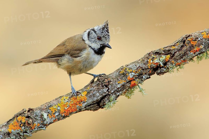 European Crested Tit (Lophophanes cristatus), Andalusia, Spain