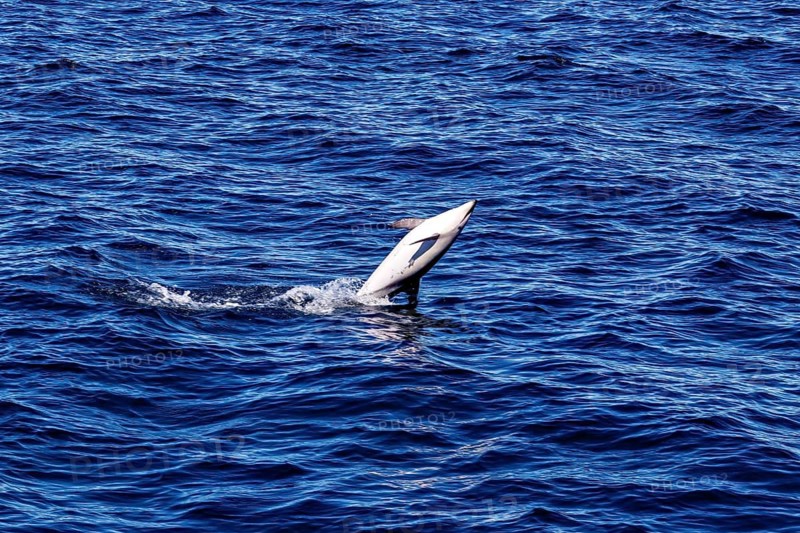 Dolphin tail protrudes from the blue surface of the sea, The Clymene dolphin (Stenella clymene) near Puerto Madryn in Argentina