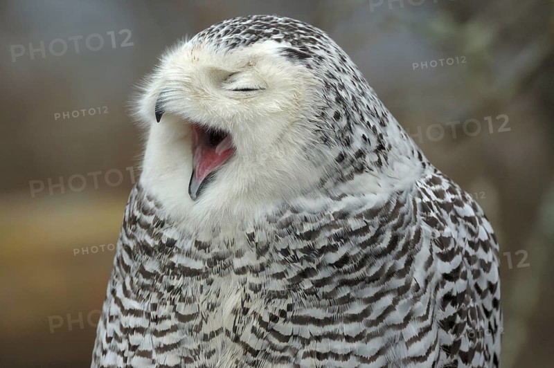 Snowy Owl (Bubo scandiacus), British Columbia, Canada