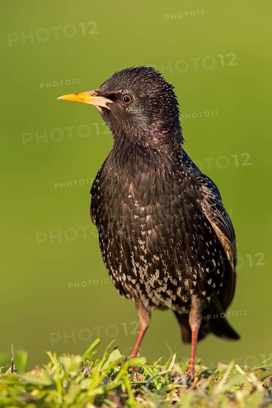 Star, Starling, European Starling, Common Starling, Sturnus vulgaris, Etourneau sansonnet, Estornino Pinto