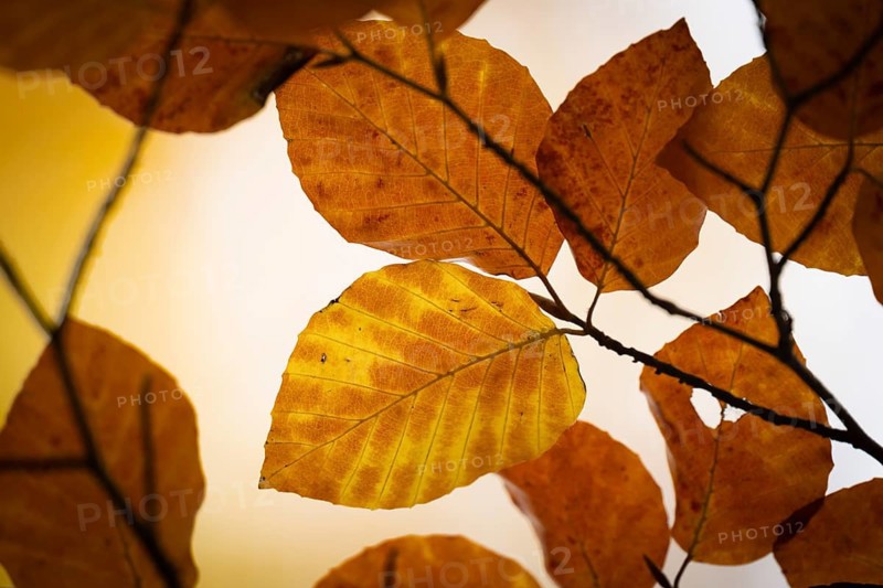 Yellow-brown colored beech leaves, autumn, Stuttgart, Germany