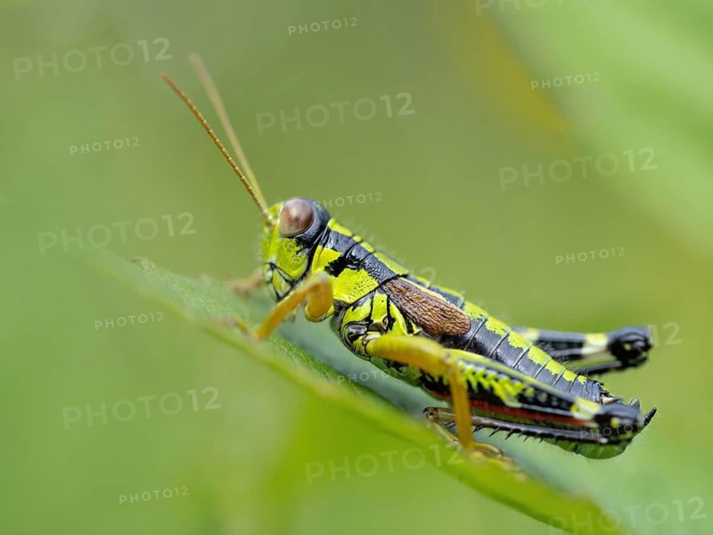 Green mountain grasshopper (Miramella alpina), Grasshopper, Green Mountain Grasshopper, grasshopper, insect, insects, close-up, Black Forest, Feldberg region, Baden-Württemberg, Federal Republic of Germany
