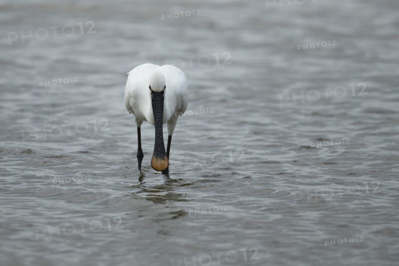 Eurasian spoonbill (Platalea leucorodia) adult bird feeding in a shallow lagoon, England, United Kingdom