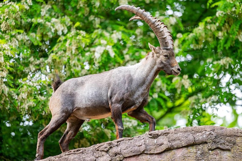 Alpine ibex (Capra ibex) male walking over rocks, Bavaria, Germany