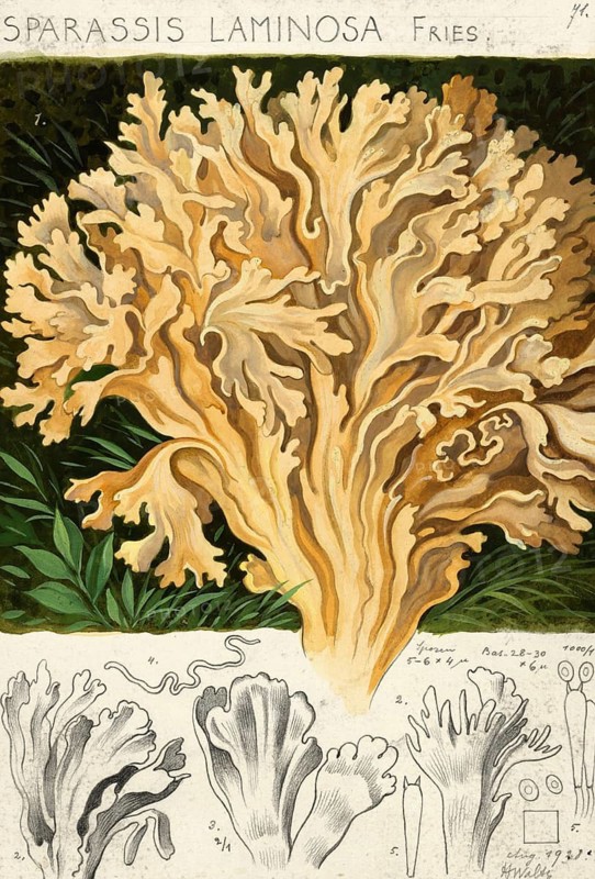 Mushroom, mushroom, broad-leaved hen, Sparassis brevipes, syn. Sparassis laminosa, Sparassis nemecii, authentic reproduction of an illustration by Hans Walty (1868-1948) from about 1915, historical