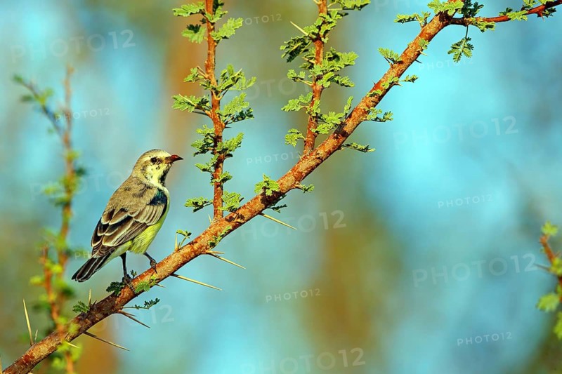 Honeybird, (Anthodiaeta metallica), perching bird, honey sucker, family of passerines, animals, birds, Mudday, Salalah, Dhofar, Oman