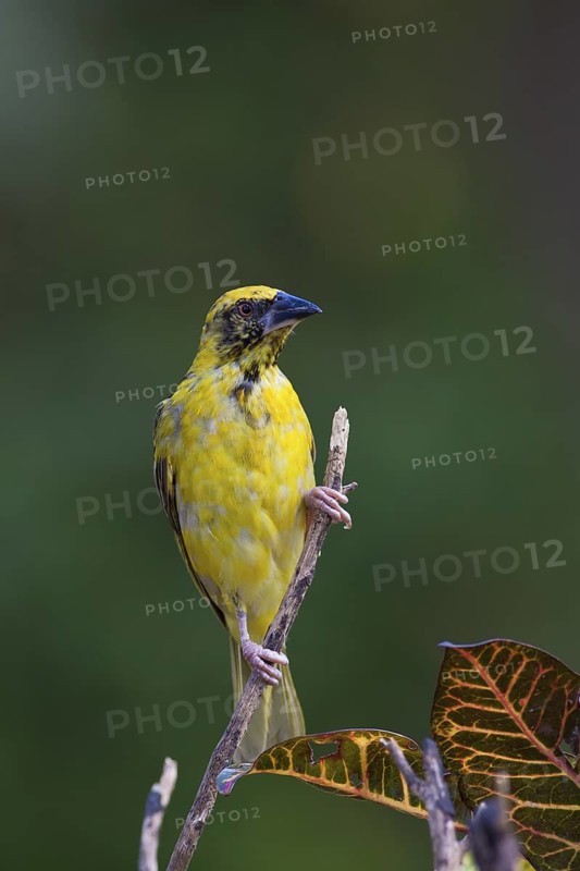 Village Weaver (Ploceus cucullatus spilonotus) male perched on a branch, Mauritius