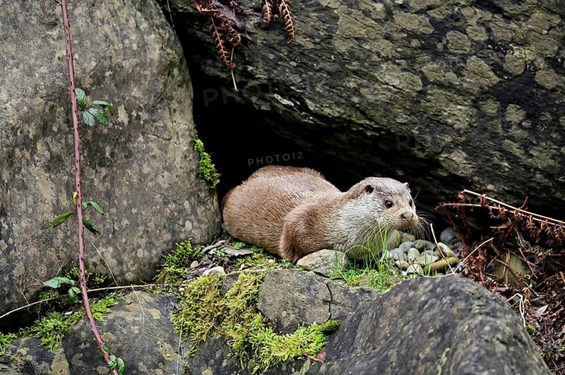 European otter (Lutra lutra), female looking out of cave, Captive, Switzerland