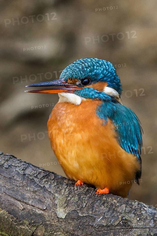 Common kingfisher (Alcedo atthis) female, South Africa