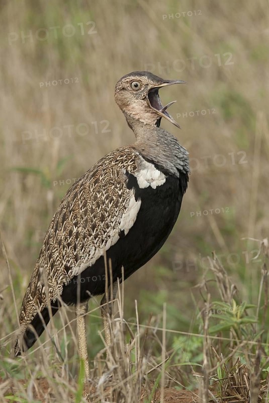 Black-bellied Bustard (Lissotis melanogaster) male calling, Mpumalanga, South Africa