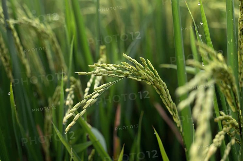 Close-up of vibrant green rice plants in a lush Indonesian field, adorned with dewdrops. This serene image captures the essence of agriculture and nature's beauty