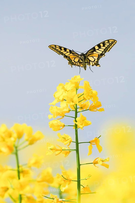 A swallowtail (Papilio machaon) approaching a rape blossom against a blue sky, Hesse, Germany