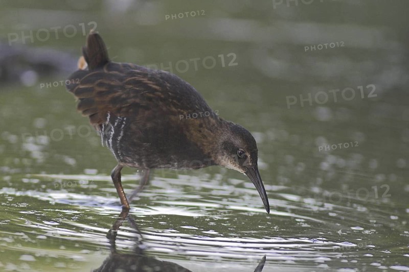 Virginia Rail (Rallus limicola), Ontario, Canada