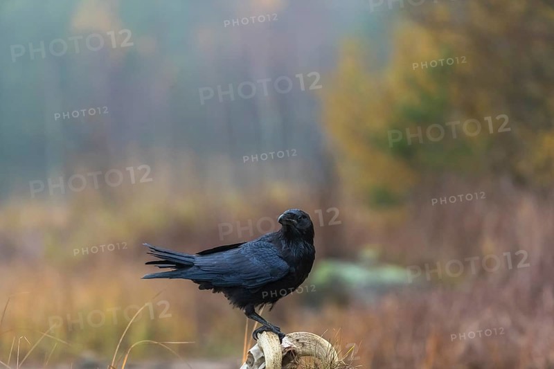 One common raven (Corvus corax) standing on a rock, searching for food on a ram skull. On a dry lakeshore on an autumnal misty cold morning