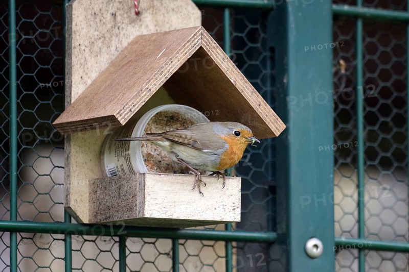 European robin (Erithacus rubecula), bird, feeding place, The robin sits at a feeding place and has an insect in its beak