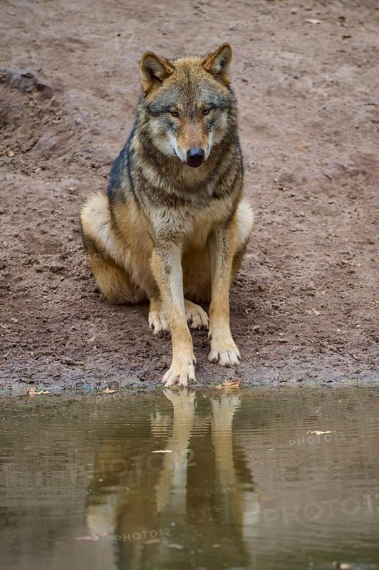 A wolf looking at its reflection in the water, Wolf (Canis Lupus), Germany