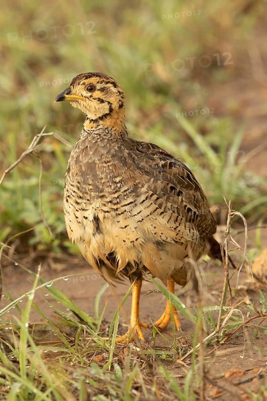 Coqui Francolin (Peliperdix coqui) male, Masai Mara, Kenya