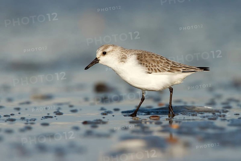 Drieteenstrandloper foerageren, Sanderling foraging
