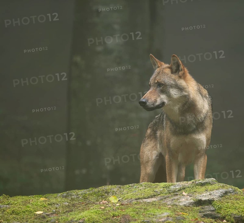 Wolf (Canis lupus) standing on a moss-covered rock and looking attentively, fog in the forest, captive, Bavarian Forest National Park, Bavaria, Germany