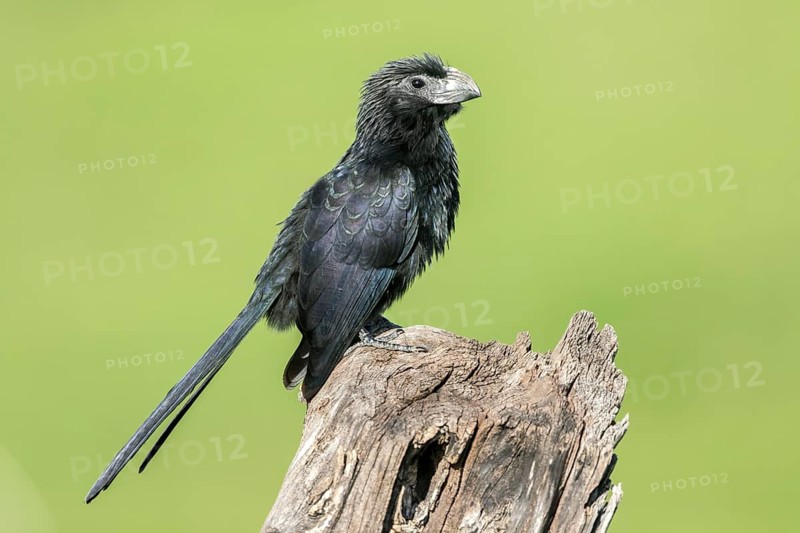 Groove-billed Ani (Crotophaga sulcirostris) perched on an old pale, Peten, Guatemala
