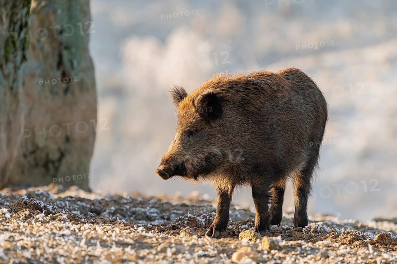 On a sunny day, a wild boar (Sus scrofa) searches for food in a frozen field. A forest covered in hoarfrost can be seen in the background