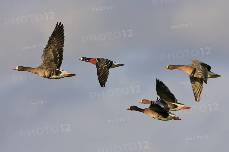 Red-breasted Goose (Branta ruficollis & Anser albifrons) flying, North Rhine-Westphalia, Germany
