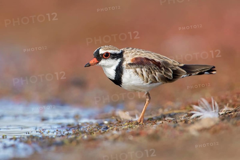 Black-fronted Dotterel (Elseyornis melanops), Victoria, Australia