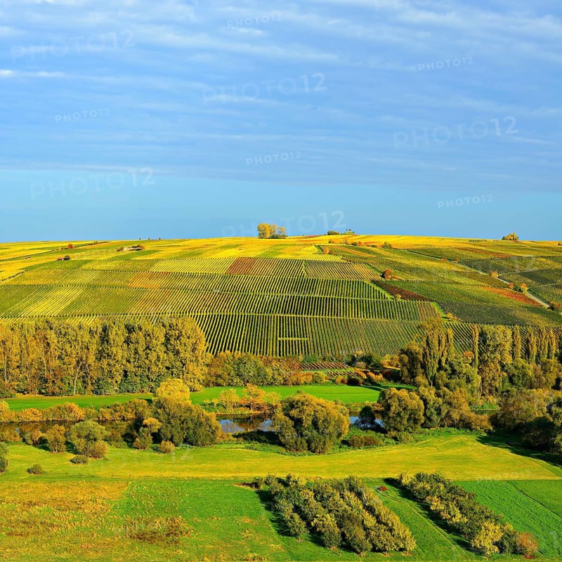View of the vineyards on the Kreuzberg above the Main, wine island near Volkach, Nordheim, Franconia, Bavaria, Germany